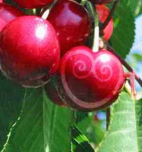 cereza